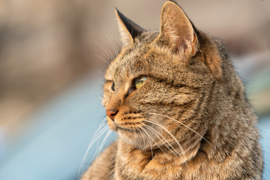 狸花猫头部特写 大花猫