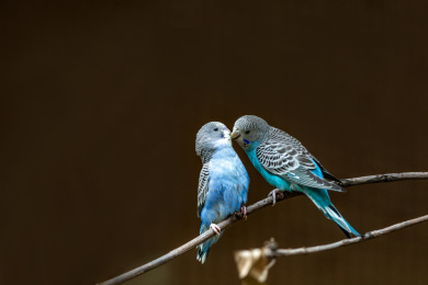 虎皮鹦鹉在树枝上与配偶调情