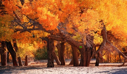内蒙额济纳秋天的胡杨林