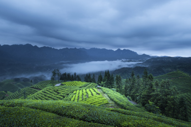 中国湖北恩施鹤峰县木耳山茶园