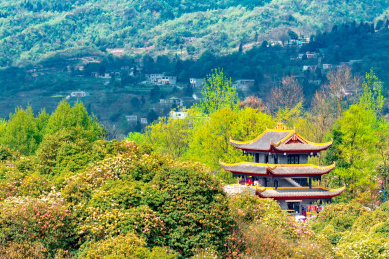 贵州毕节百里杜鹃景区