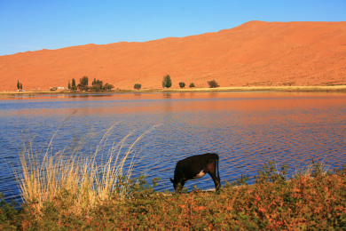 中国内蒙古巴丹吉林沙漠腹地的镜湖和湖边的植物，牛