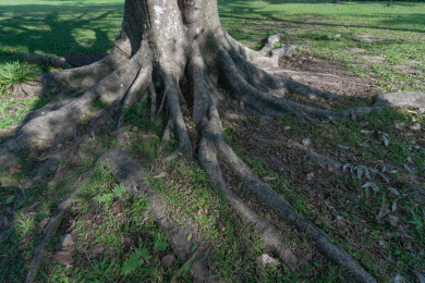 蜿蜒树木的发达根系