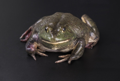 蹲立着的牛蛙 青蛙