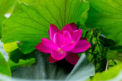 夏天池塘中盛开的一朵玫红色荷花