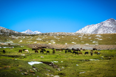 中国新疆高原牧场