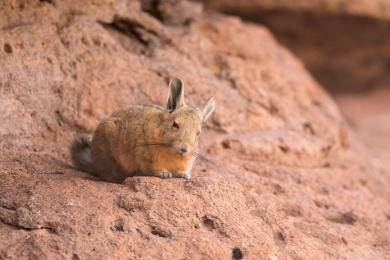 南美玻利维亚印加安第斯高原生活着的鼠兔