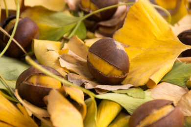 干货板栗开口板栗