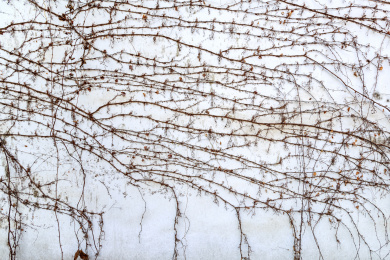 干枯藤蔓覆盖的墙面