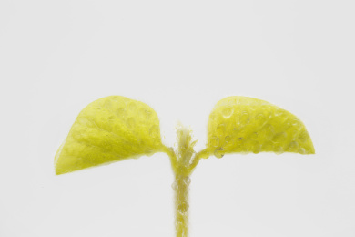 嫩叶嫩芽发芽