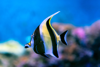 水族馆里的角蝶鱼 热带鱼