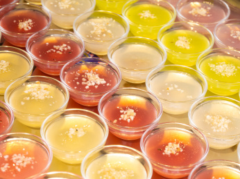 桌上五颜六色的钵仔糕