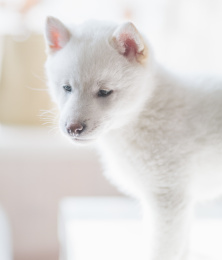 可爱的柴犬幼犬