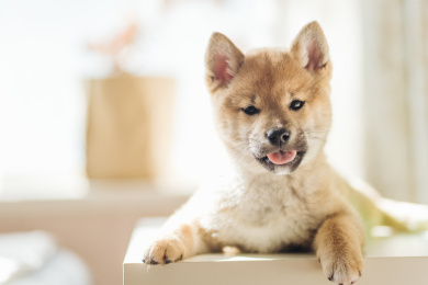 可爱的柴犬幼犬