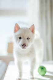 可爱的柴犬幼犬
