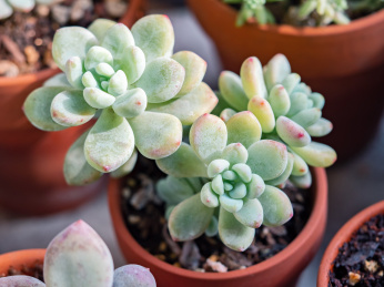 盆栽多肉植物劳尔
