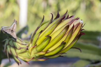 火龙果花蕾局部特写