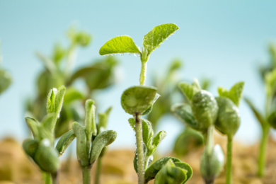 翠绿茁壮的嫩芽 发芽