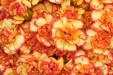 橙红色康乃馨切花 重瓣