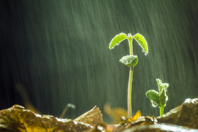 春雨中翠绿的嫩芽