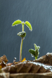 细雨中的嫩芽