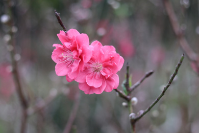 盛开的玫红色梅花 梅花