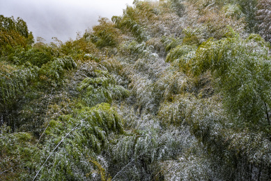 溧阳南山竹海雪竹