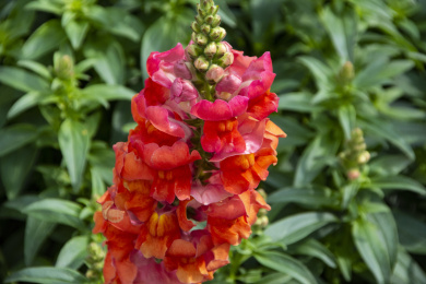 红色的金鱼草 金鱼草