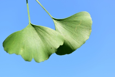 两片银杏树叶 银杏