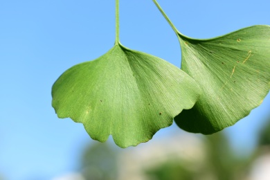两片银杏树叶 银杏