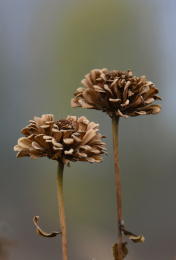 枯萎的百日草 户外