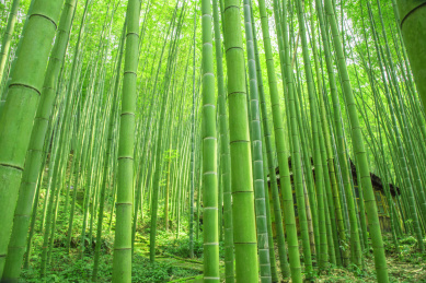 四川省大竹县竹海森林公园