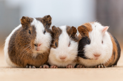 水泥路面上的三只豚鼠