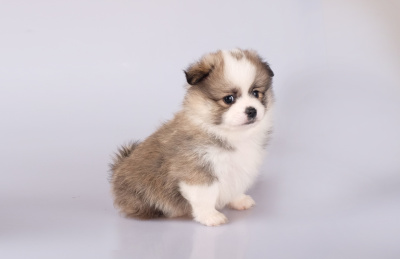 坐着的宠物小狗 灰白花色相间的吉娃娃幼犬