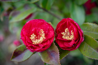 盛开的红色茶花 日本山茶
