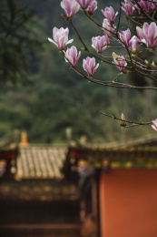中国云南省昆明华亭寺盛开的玉兰与古建筑
