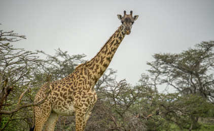 肯尼亚马赛马拉旱季草原上的长颈鹿近景