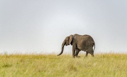 肯尼亚马赛马拉草原自然保护区大象