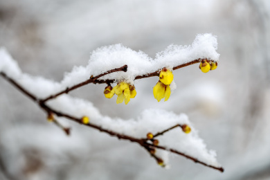雪中蜡梅花开