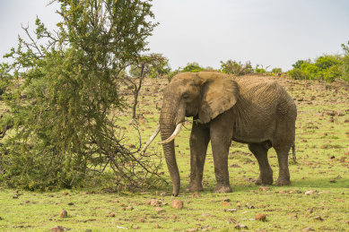 肯尼亚桑布鲁自然保护区大象