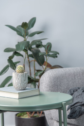 明亮的起居室内一本书和一盆仙人球放在绿色金属边桌上