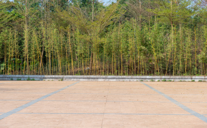 孔子文化城一排翠绿的小竹子