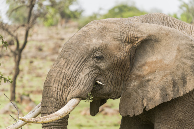 肯尼亚桑布鲁自然保护区大象侧面