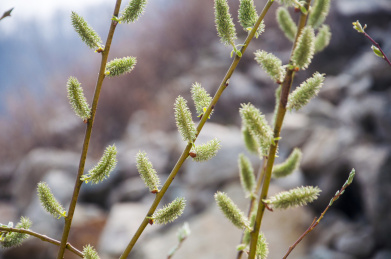 植物的绿色穗子 植物