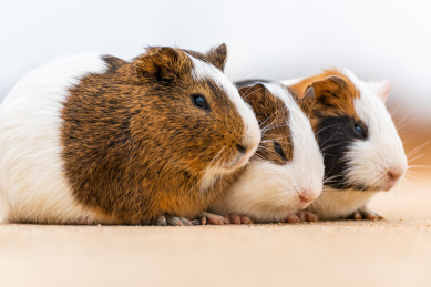 三只挤在一起打瞌睡的豚鼠