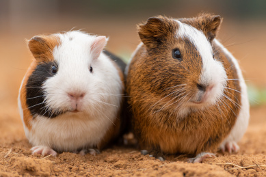 两只可爱的豚鼠