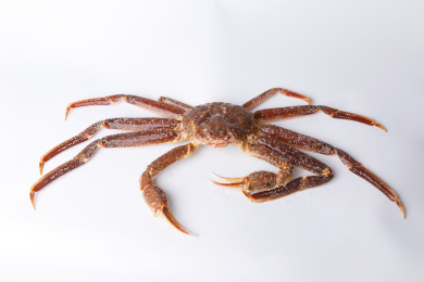 白色简洁背景的柳叶蟹