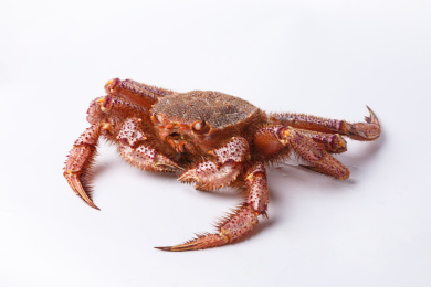 白色简洁背景的毛蟹