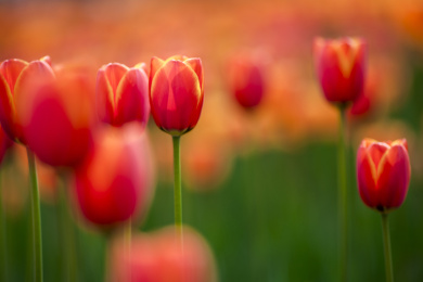 盛开的郁金香花
