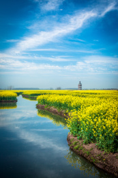 亚洲中国江苏省泰州市清晨阳光下的水上油菜花